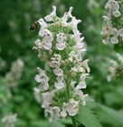 SAMEN KATZENMINZE winterharte exotische Pflanzen Balkon Wintergarten