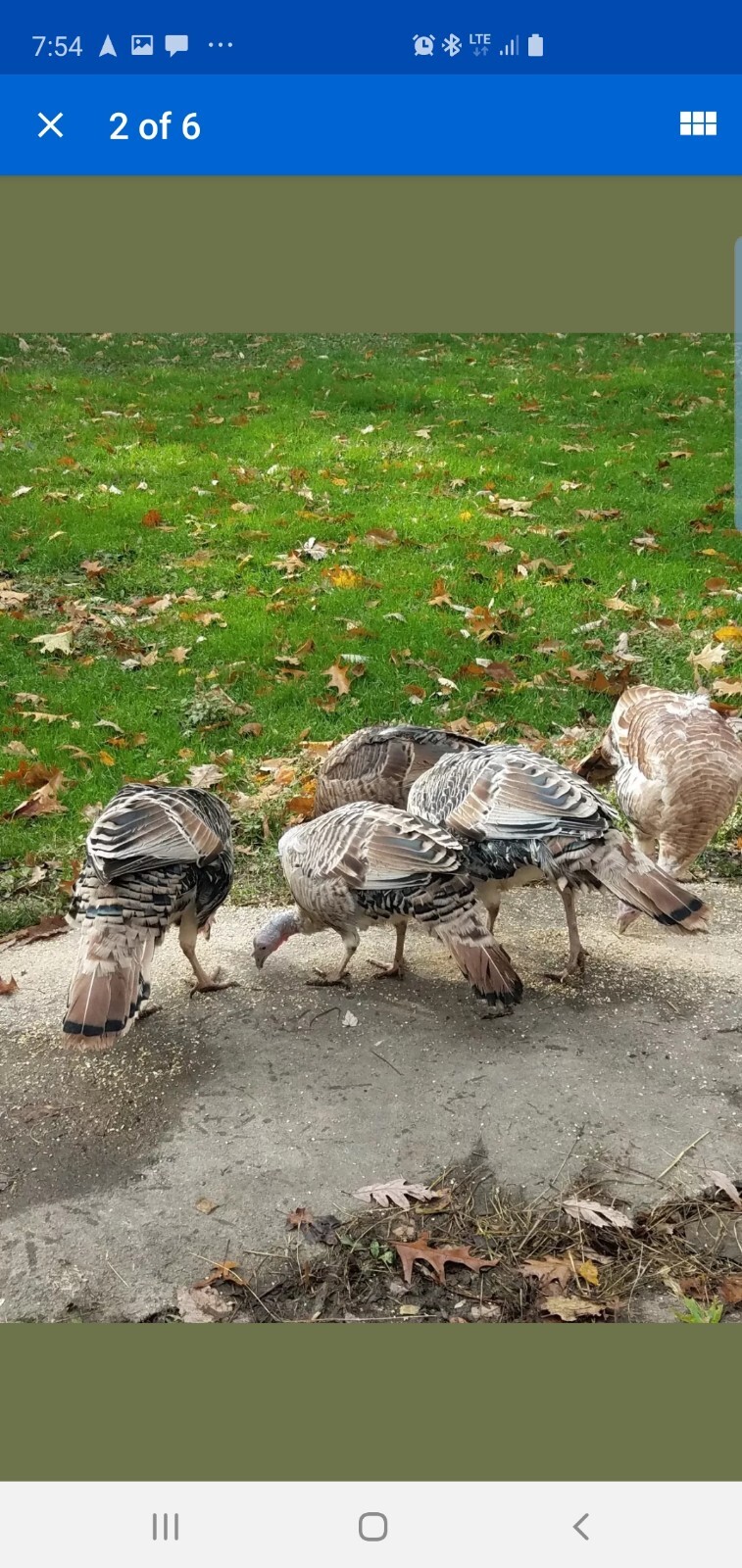 8+ Sweetgrass Turkey Eggs. Fertile Hatching Eggs. Ready Now. eBay