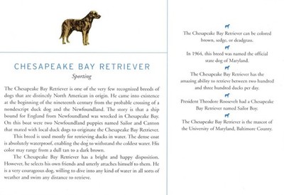 Chesapeake Bay Retriever - CUSTOM MATTED Dog Print - Breed Description History
