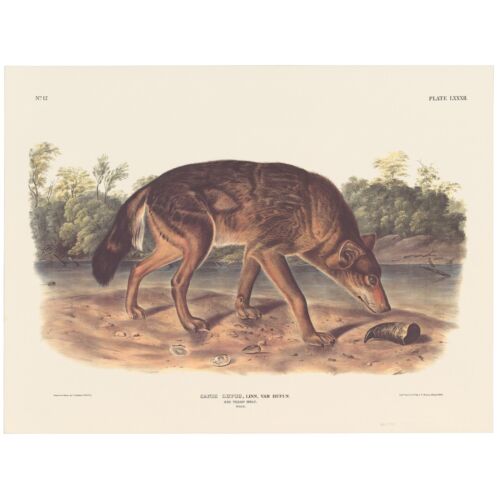 Audubon Mammals of the Southeast Southart Parkway edición cuádruple pl 82 lobo rojo tejano - Imagen 1 de 2