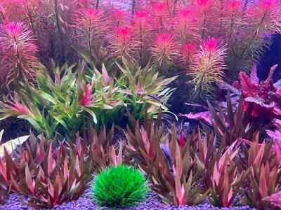 Xyris sp Red Rare Live Aquarium Plant