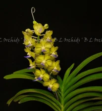 Vandachostylis Ranga the Tempest "Jade Jewel"