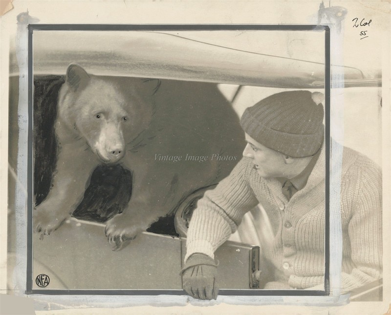 1925 Colorado Springs Bear Man Car Interaction Photo 8X10