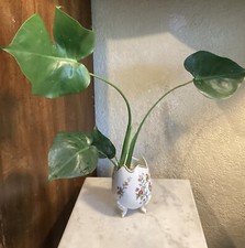 Monstera Deliciosa /Split Leaf Philodendron /medium/ROOTED 1x8  -12 Inches