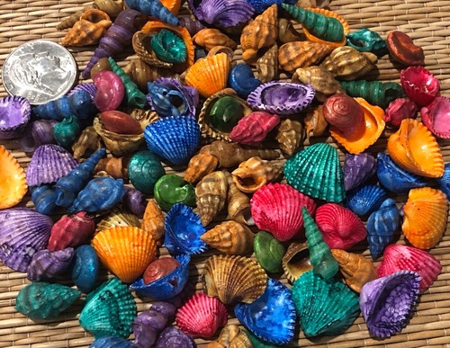 100+ KLEINE GEFÄRBTE MUSCHELN 3/8" BIS 1" HOCH - 1/2 TASSE - GEMISCHTE SORTE - BASTELN - Bild 2 von 3