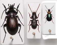 Carabidae: sp. 3 pcs from Georgia Caucasus