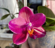 Phalaenopsis Mituo King ‘Big Pink’ Orchid plant In bloom