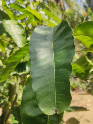 Dried Mango Leaves Premium  Quality ORGANIC Herbal Natural Fresh Mango Leaf 100 