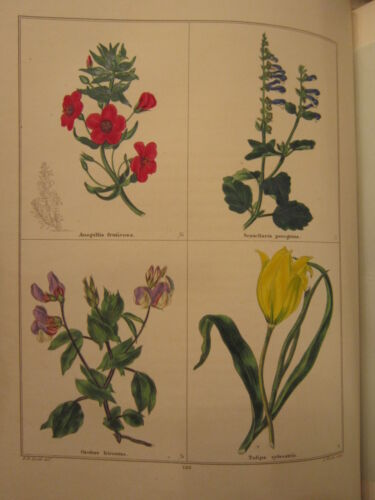 Benjamin Maund Botanic Garden 312 Hand colored Engravings Plates Plant Hunting - Picture 2 of 7