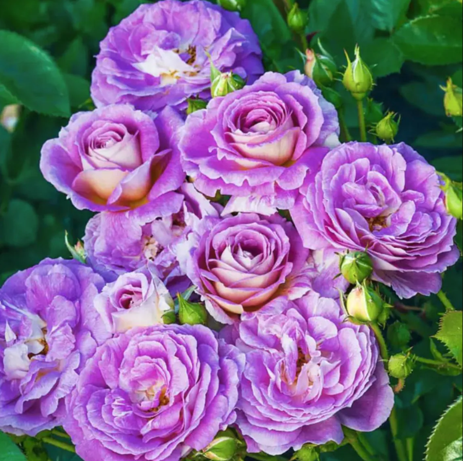 Art Blue Rose Plant Fragrant Hybrid Tea Rose Well Rooted 4-6in