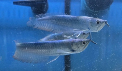Blueberry Colored Arowana 5" To 6" Inch Live Fish . Imported Thailand. - Picture 16 of 16