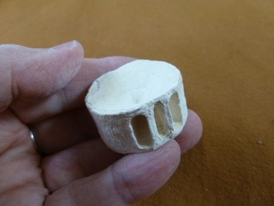 (s877-39) white modern Shark vertebrae back bone vert vertebrate I love sharks