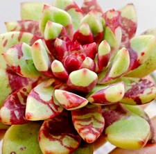 Echeveria "bloody"  jelly jam rare succulent hen and chicks plant seed 50 SEEDS