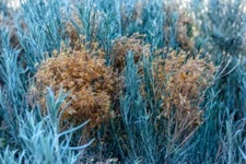 100 Blue Rabbit Bush Seeds for Planting - Hardy Perennial