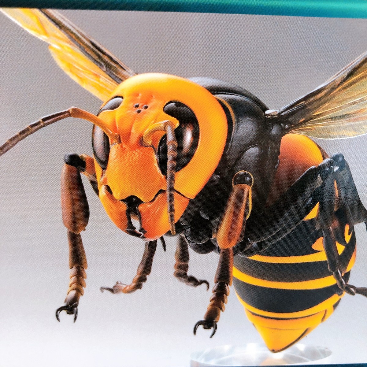 Insect.happy　標本箱A2サイズ黒2セット REVO GEO Asian Giant Hornet Vespa Mandarinia Action Figure Kaiyodo