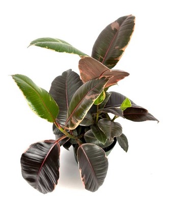 Ficus Decora Ruby Pink House Plants Air Purifying 16-18'' Tall, 6'' Pot