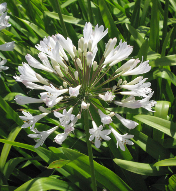 weiße Liebesblume Schmucklilie - Agapanthus africanus