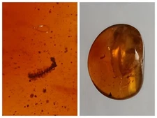 100 MILL. YEARS OLD BURMITE AMBER WITH PLANT  (ABR15/14)