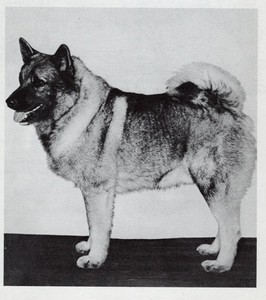 * Norwegian Elkhound "Stacked" CUSTOM MATTED - Vintage Dog "Photo Print" - 1964