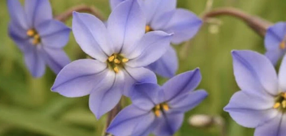 Spring Star Flowers : Bulbs : $30 For 10 Bulbs : Free Postage - Image 2 of 3