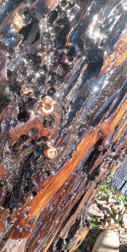 50"X7"X10" Mantel Underwater Recovered Old Growth Pecky REAL Sinker Cypress Wood - Picture 14 of 21