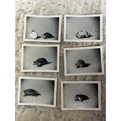 6 Vintage Black White Snapshot Photos Of A Pet Turtle And Pocket Watch