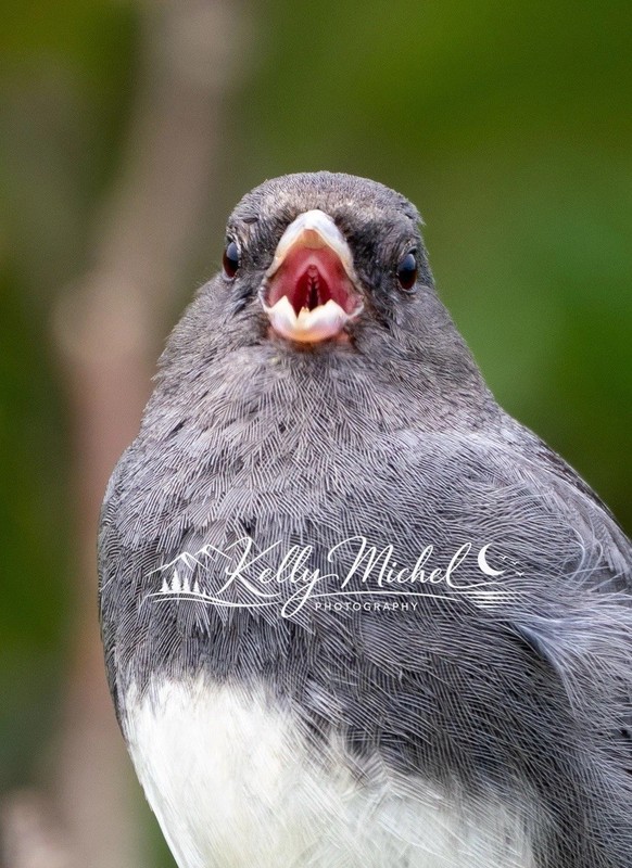 Dark Eyed Junco Singing - Original - Bird Decor Art Print 8x10 Print Unframed