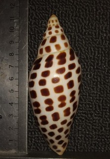COLLECTION COQUILLAGE : SCAPHELLA JUNIONA
