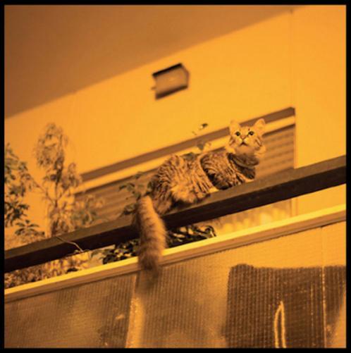 Sam Prekop The Republic (CD) Album