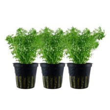 Pianta per acquario 3 pezzi Limnophila sessiliflora AquaOne n.347 piante acquatiche