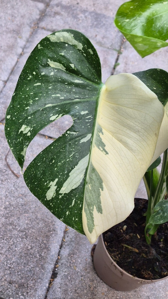 Monstera Thai Constellation Variegated Plant  | eBay