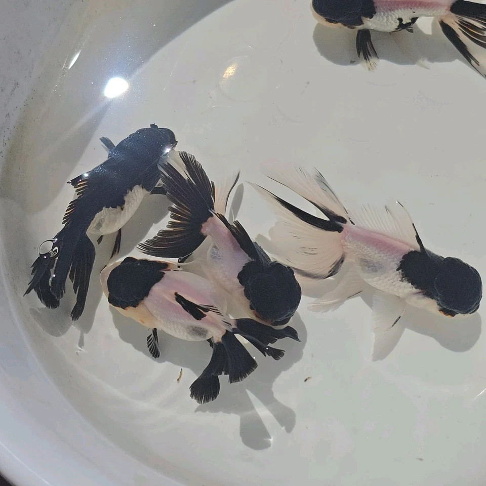 Live Fish Oranda Goldfish Juvenile Black cap Panda 2-2.5 inch Volume ...