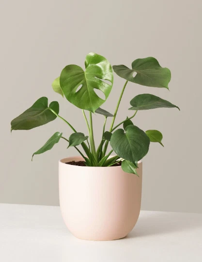 Monstera Deliciosa Plug | Indoor and Outdoor Live Tropical House Plant | Starter - Image 3 of 4