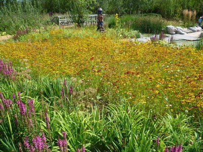 Photo A3 RBC Rain Garden at the London Wetland Centre Barnes Nearly a ye c2011