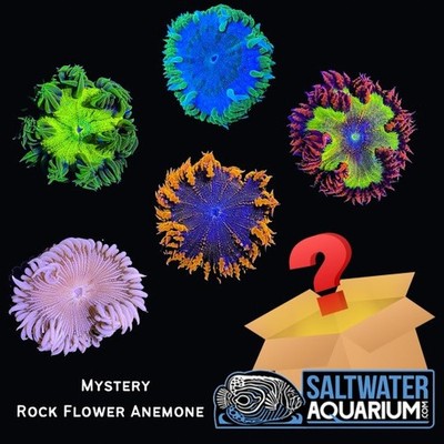 (5 Pack) Random Mystery Rock Flower Anemone Coral (3/4'' - 5'') - SAQ Coral Farm