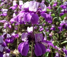 CHINESE HOUSES Collinsia Heterophylla - 2,500 Bulk Seeds
