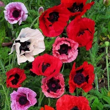 - 1000+ Seeds Oriental Poppy (Papaver) - Flower Mix