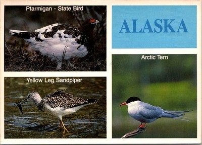 Alaska Birds Ptarmigan Arctic Tern Sandpiper Continental Postcard A504