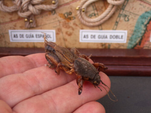 Mole Cricket Monster Taxidermy - Picture 1 of 10