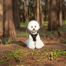 Soft Dog Harness Training Leash Breathable Mesh Harness XXXS XXS XS S M L Hot