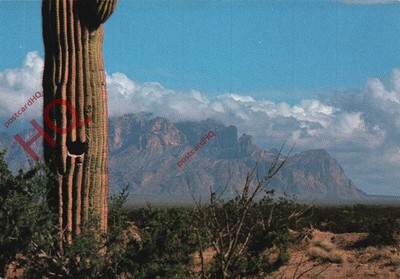Ansichtskarte, Arizona, Kofa Mountains, Saguaro Kaktus