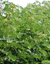 Sicklepod seeds (Senna obtusifolia) ∞ 24 Seeds ∞