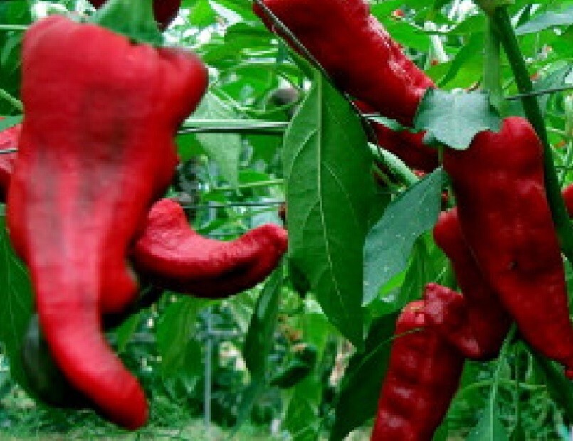 New Mexico Chimayo Chile Pepper Seeds, Chimayo NuMex Pepper, eBay