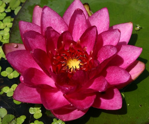 Asst Color Live Hardy Water Lily Tubers Aquatic Pond Plants Lilies - Picture 18 of 40