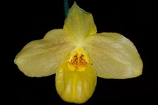 Paphiopedilum QF Iolani Palace #1  (Golden Palace x leucochilum)