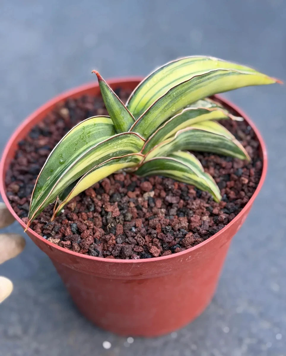 Snake Plant Neutral Houseplants for sale | eBay