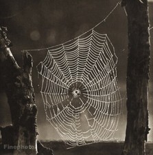 1926/56 Vintage JOSEF SUDEK Frosted Spider Web Nature Original Photo Gravure Art