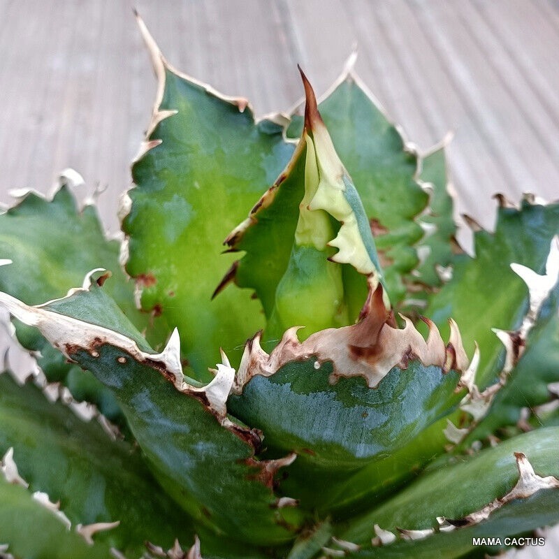 D166 AGAVE TITANOTA RED CATWEAZLE pot 14 cm H 15 cm W 22 cm MaMa Cactus