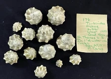 Turbinidae Astraea Tuber Shell Lot - St. Thomas 1971