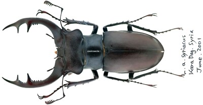 Insect - LUCANIDAE Lucanus akbesianus syriacus - N.Syria - Male 76mm ....!!